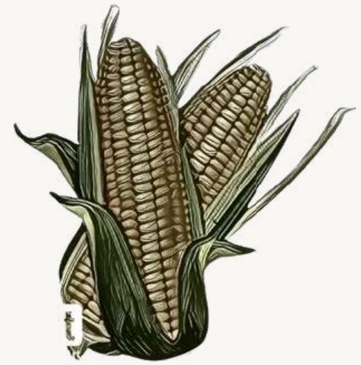  Corn Logo
