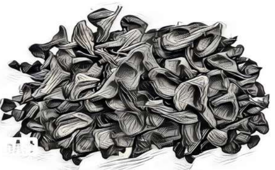 Palm Kernel Shell Logo