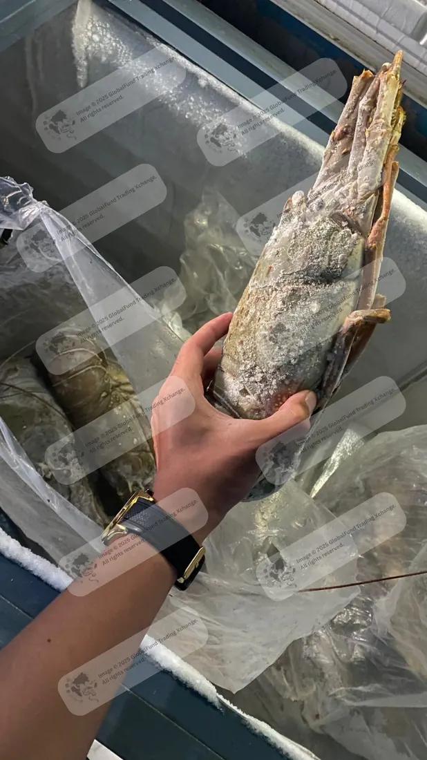 Lobster held over a chilled box