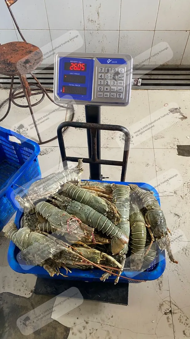 Lobsters in a crate on a weighing scale
