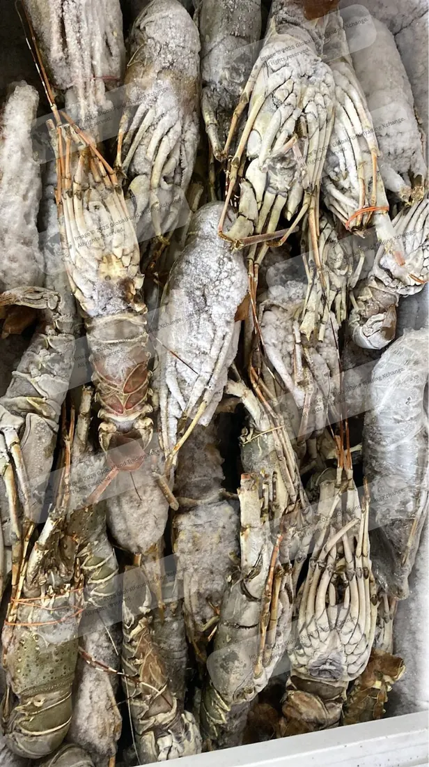 Lobsters packed for export