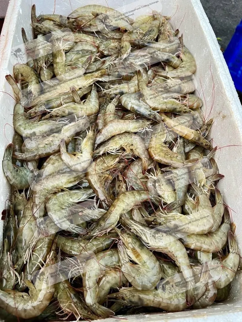 Vannamei shrimp in an insulated box