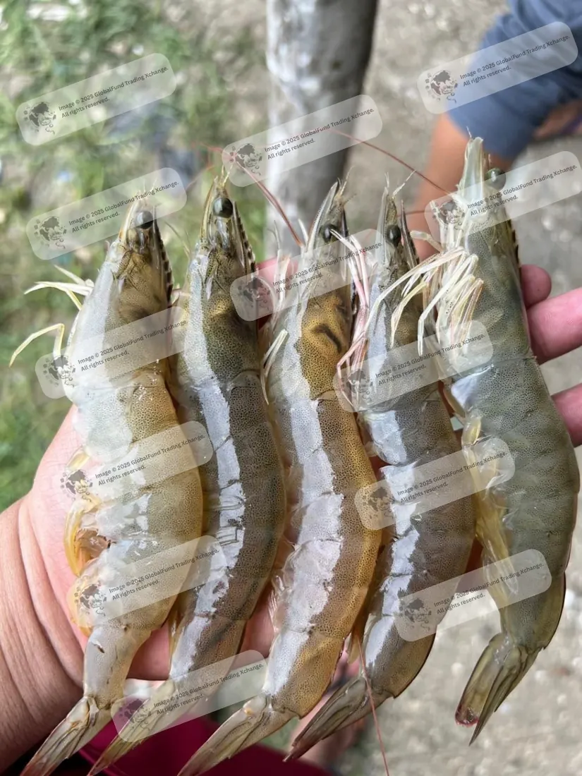 Krewetki vannamei w dłoni
