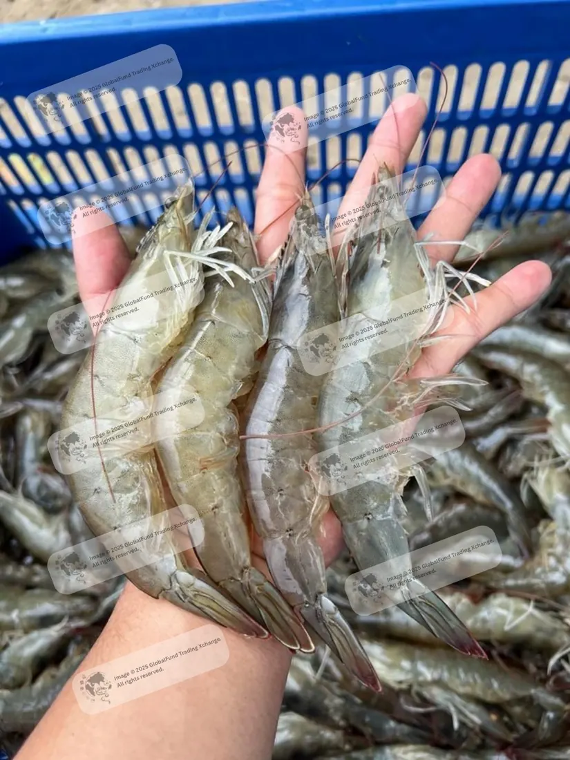 Vannamei shrimp held over a crate