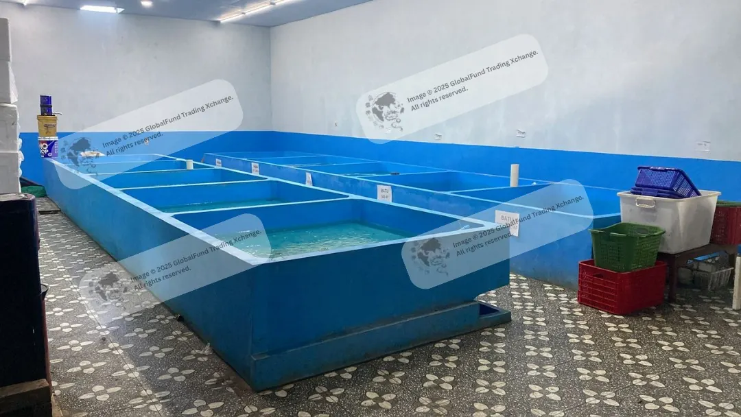 Shrimp holding tanks