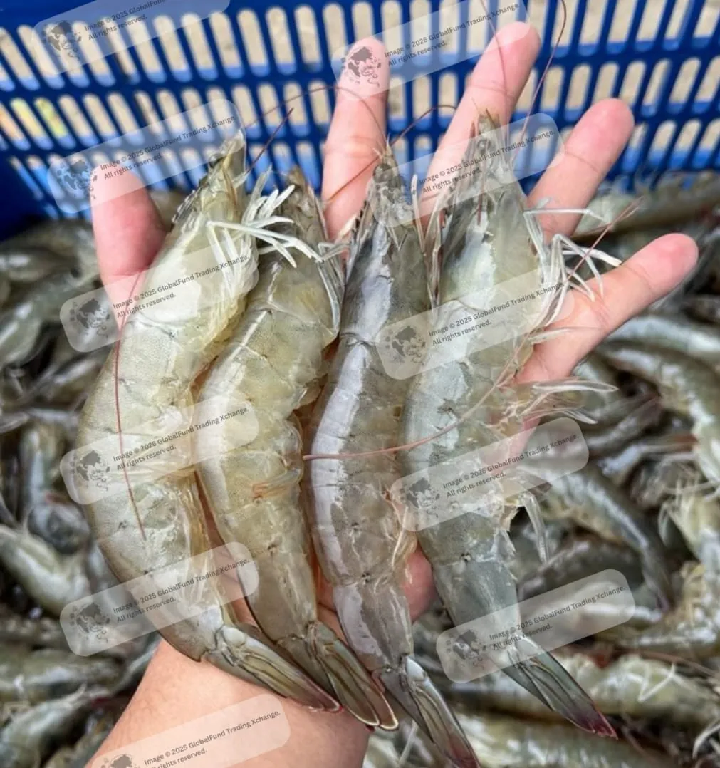 双手捧着的南美白对虾