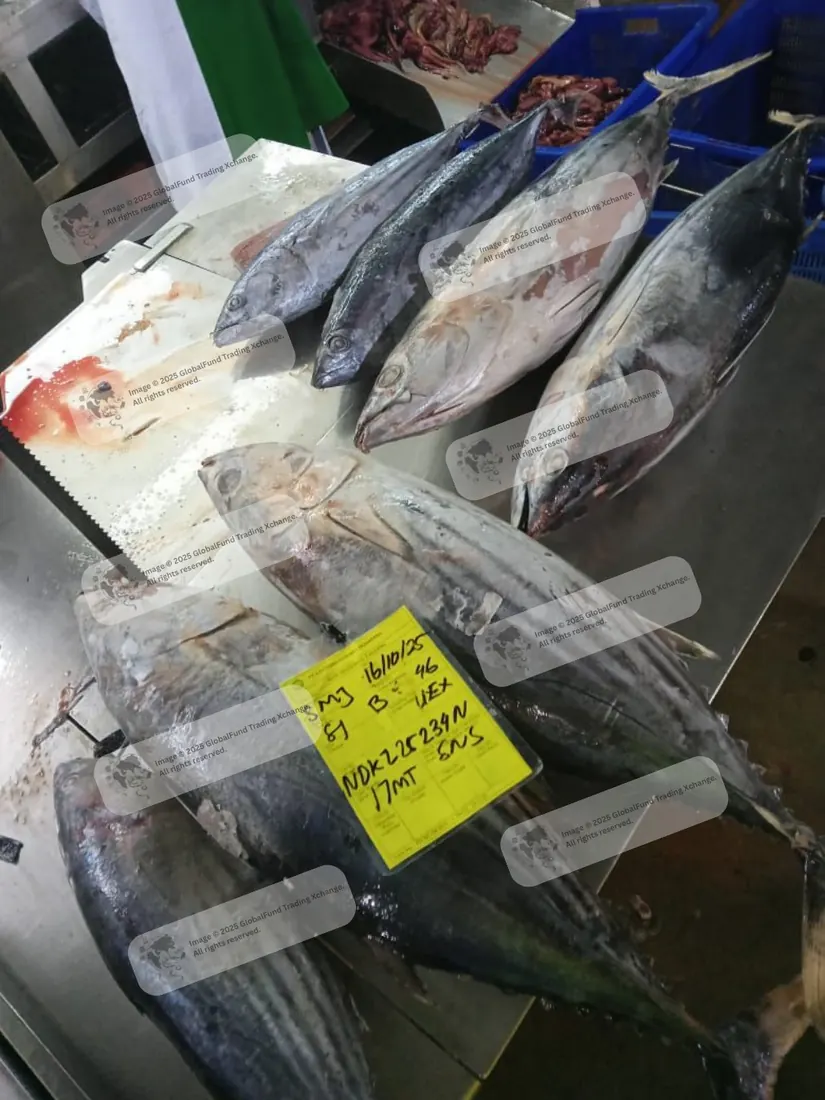 Skipjack tuna with a size label