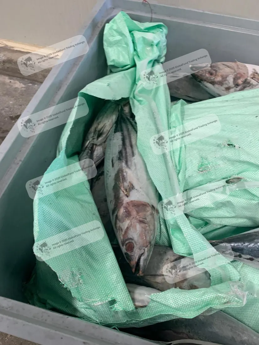 Skipjack tuna packed in a plastic liner