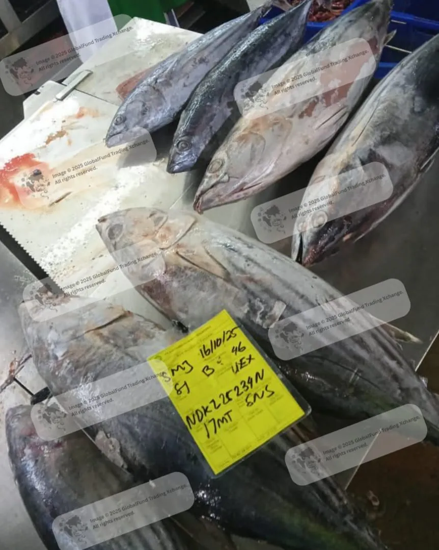 Whole skipjack tuna at the supplier